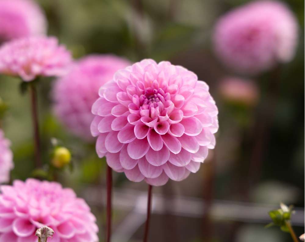 Dahlia 'Wizard of Oz'